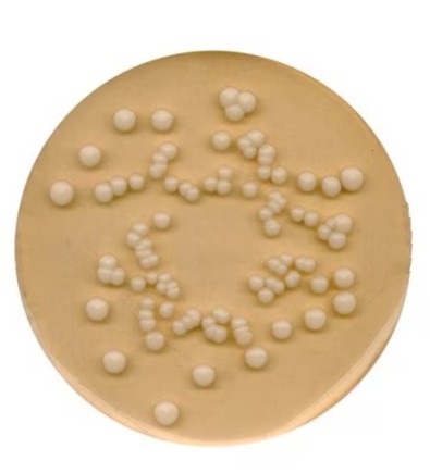 Potato Dextrose Agar, PDA 500g