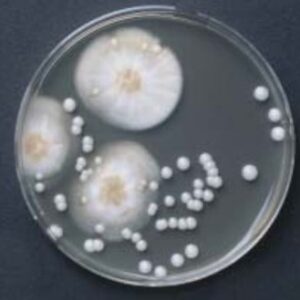 OGYE agar, Base 500g