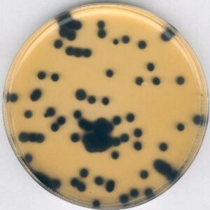 Clostridium perfringens selective supplement [Pack of 10 vials]