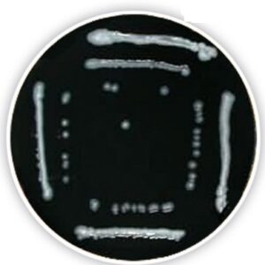 Legionella Agar Base 500g