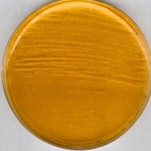 Brain Heart Infusion Agar 500g