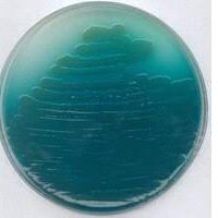 Pseudomonas Isolation Agar 500g