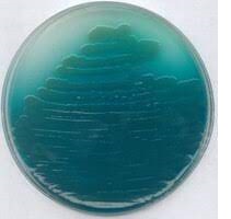 Pseudomonas Isolation Agar 500g