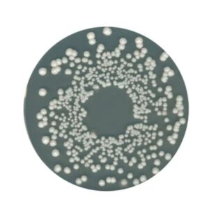 Orange Serum agar 500g