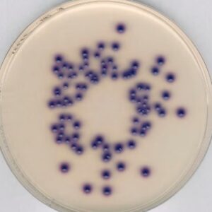 Coliform Agar 500g, Chromocult®