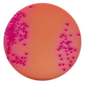 Yersinia Selective Agar 500g