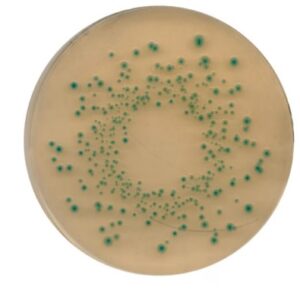 Tryptone Bile X-glucuronide agar 500g
