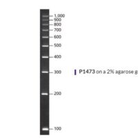 PCR 100 bp Low Ladder for electrophoresis of PCR fragments
