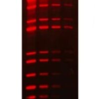 GelRed® Nucleic Acid Stain 10000X Water 0.5mL