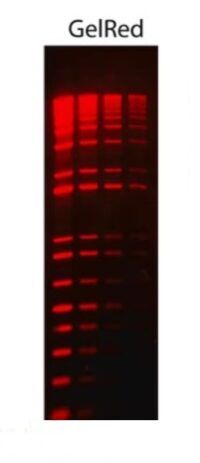 GelRed® Nucleic Acid Stain 10000X Water 0.5mL