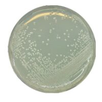 BAT agar 500g