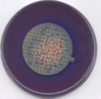 m-FC Agar 500g