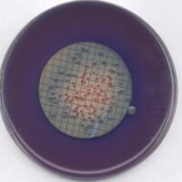 m-FC Agar 500g