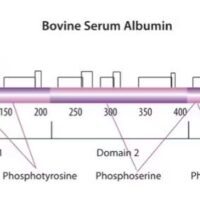 Bovine Serum Albumin