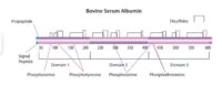 Bovine Serum Albumin