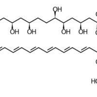 Amphotericin B