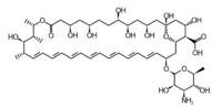 Amphotericin B