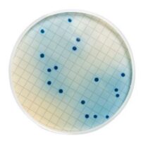 Rosolic Acid (Dehydrated)