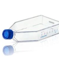 Nunc® EasYFlasks™, Nunclon® Δ Surface, Nunclon® Δ surface treatment, 75 cm2 angled neck, vent/close cap