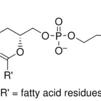 L-α-Phosphatidylcholine, egg yolk, lyophilized powder