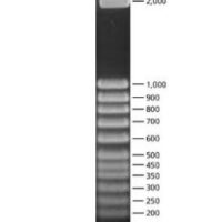 50 bp DNA Step Ladder