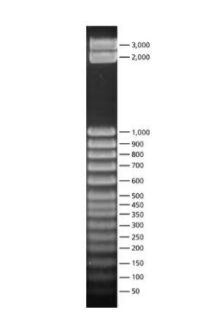 50 bp DNA Step Ladder
